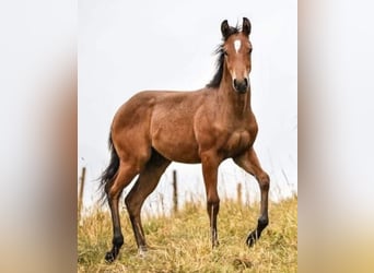 American Quarter Horse, Mare, 1 year, Chestnut-Red