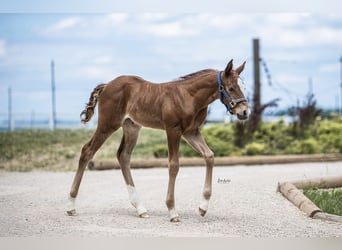 American Quarter Horse, Mare, 1 year, Chestnut-Red