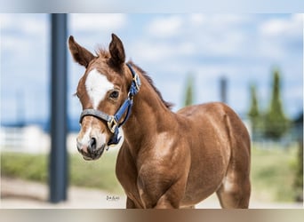 American Quarter Horse, Mare, 1 year, Chestnut-Red