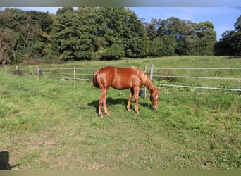 American Quarter Horse, Mare, 1 year, Chestnut-Red