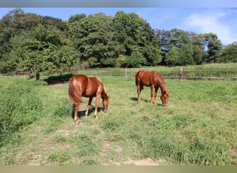 American Quarter Horse, Mare, 1 year, Chestnut-Red