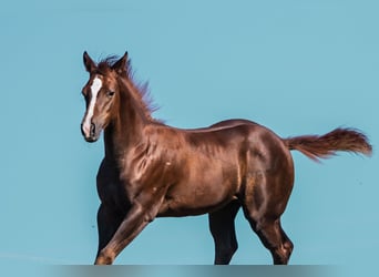 American Quarter Horse, Mare, 1 year, Chestnut-Red