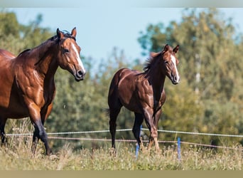 American Quarter Horse, Mare, 1 year, Chestnut-Red