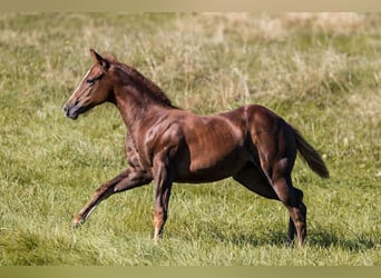 American Quarter Horse, Mare, 1 year, Chestnut-Red