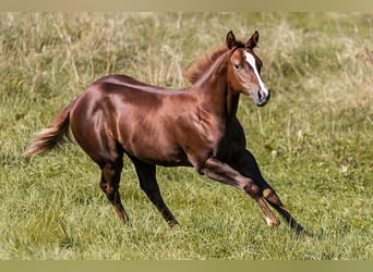 American Quarter Horse, Mare, 1 year, Chestnut-Red