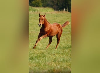 American Quarter Horse, Mare, 1 year, Chestnut-Red