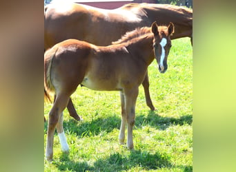 American Quarter Horse, Mare, 1 year, Chestnut-Red