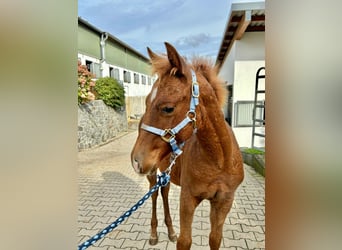 American Quarter Horse, Mare, 1 year, Chestnut