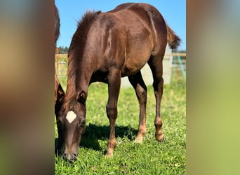 American Quarter Horse, Mare, 1 year, Chestnut
