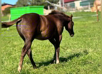 American Quarter Horse, Mare, 1 year, Chestnut