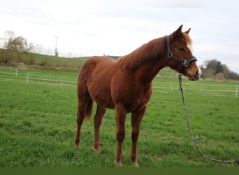American Quarter Horse, Mare, 1 year, Chestnut