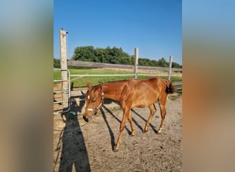 American Quarter Horse, Mare, 1 year, Chestnut