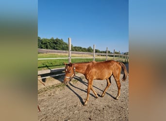 American Quarter Horse, Mare, 1 year, Chestnut