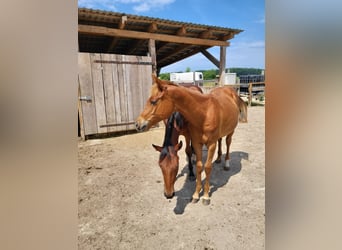 American Quarter Horse, Mare, 1 year, Chestnut