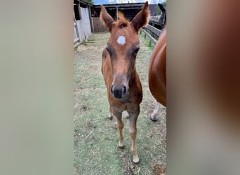 American Quarter Horse, Mare, 1 year, Chestnut