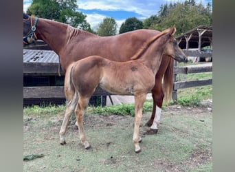 American Quarter Horse, Mare, 1 year, Chestnut