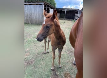 American Quarter Horse, Mare, 1 year, Chestnut