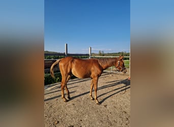 American Quarter Horse, Mare, 1 year, Chestnut