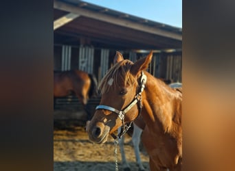American Quarter Horse, Mare, 1 year, Chestnut