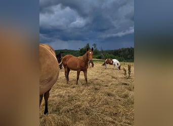 American Quarter Horse, Mare, 1 year, Chestnut