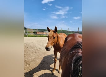 American Quarter Horse, Mare, 1 year, Chestnut