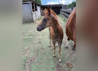 American Quarter Horse, Mare, 1 year, Chestnut