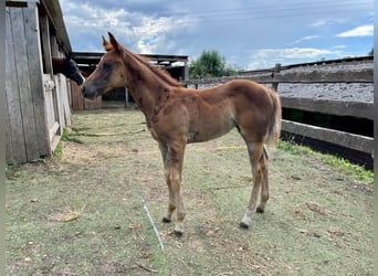 American Quarter Horse, Mare, 1 year, Chestnut