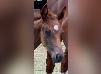 American Quarter Horse, Mare, 1 year, Chestnut