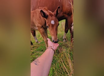 American Quarter Horse, Mare, 1 year, Chestnut