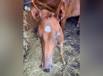 American Quarter Horse, Mare, 1 year, Chestnut