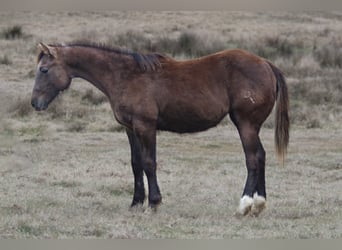 American Quarter Horse, Mare, 1 year, Gray