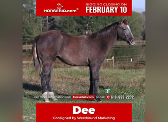 American Quarter Horse, Mare, 1 year, Gray