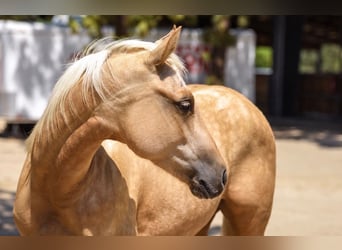 American Quarter Horse, Mare, 1 year, Palomino