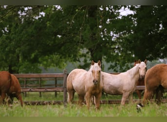 American Quarter Horse, Mare, 1 year, Palomino