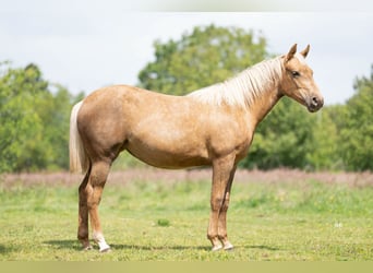 American Quarter Horse, Mare, 1 year, Palomino