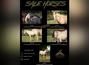 American Quarter Horse, Mare, 1 year, Palomino