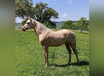 American Quarter Horse, Mare, 1 year, Palomino