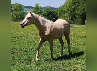 American Quarter Horse, Mare, 1 year, Palomino