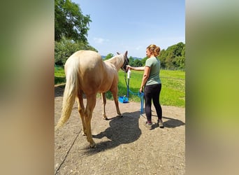 American Quarter Horse, Mare, 1 year, Palomino