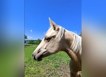 American Quarter Horse, Mare, 1 year, Palomino