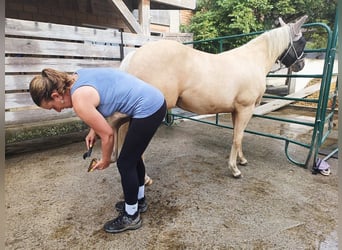 American Quarter Horse, Mare, 1 year, Palomino