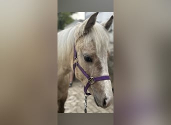 American Quarter Horse, Mare, 1 year, Palomino