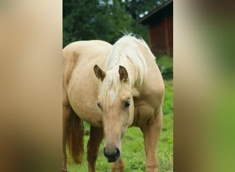 American Quarter Horse, Mare, 1 year, Palomino