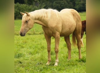 American Quarter Horse, Mare, 1 year, Palomino