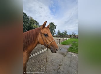 American Quarter Horse, Mare, 1 year, Red Dun