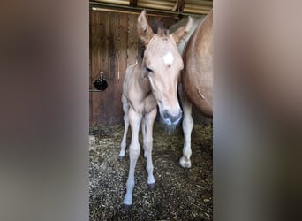 American Quarter Horse, Mare, 1 year, Red Dun