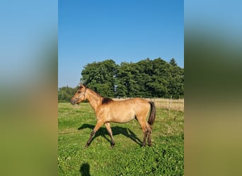 American Quarter Horse, Mare, 1 year, Red Dun