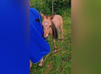 American Quarter Horse, Mare, 1 year, Red Dun