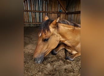 American Quarter Horse, Mare, 1 year, Red Dun