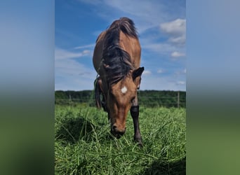 American Quarter Horse, Mare, 1 year, Red Dun